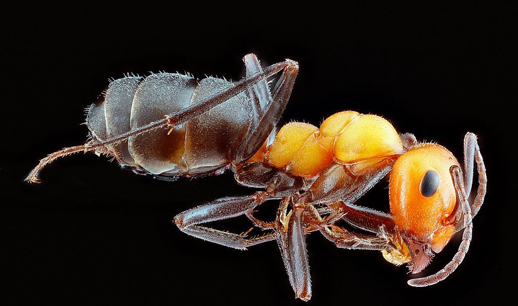 Ant Control service in Louisville, KY