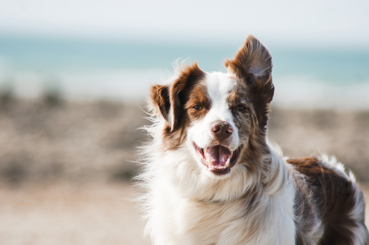Flea & Tick Control service in Louisville, KY
