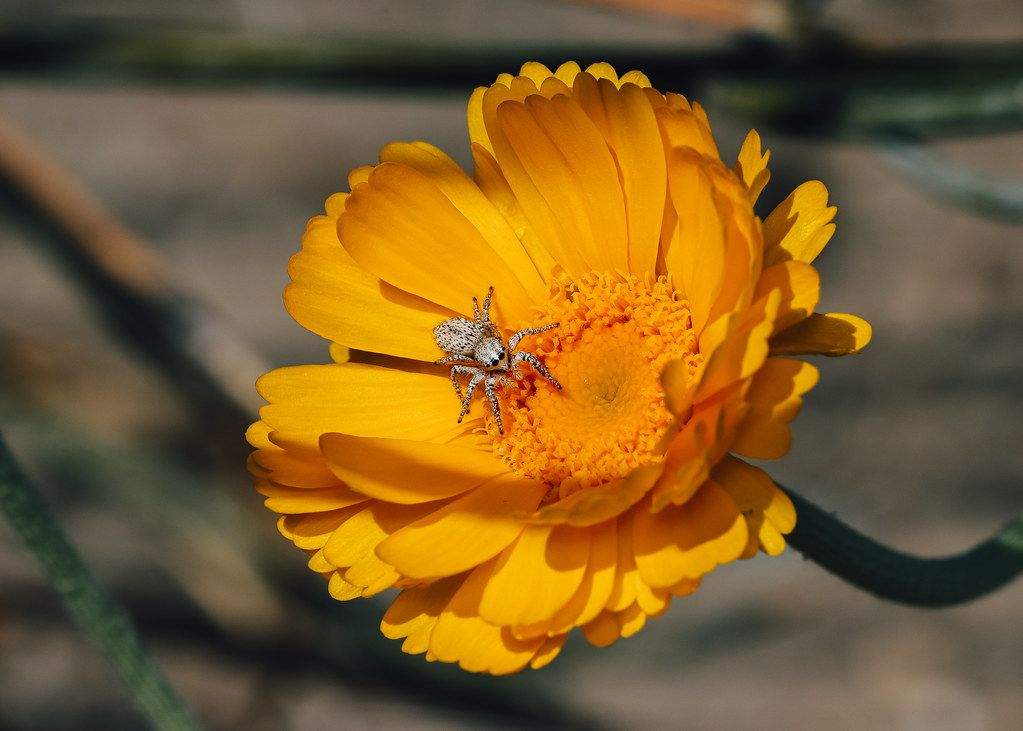Spider Control service in Louisville, KY